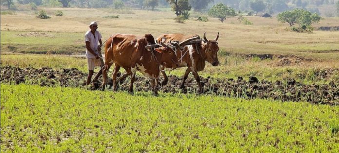 Latest news on Agriculture | ThePrint.in A farmer at work | Representational image