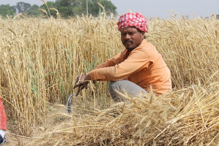 Latest News on food subsidies| theprint.in A farmer in a field in Punjab