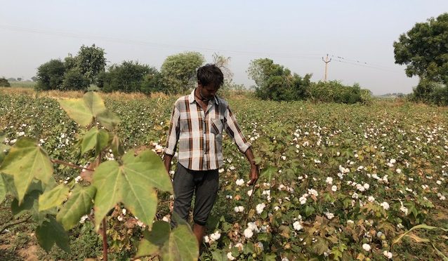 Latest news on Indian farmers | theprint.in Mansukhbhai Dafda in his cotton farm in Sukhpur village, Gujarat