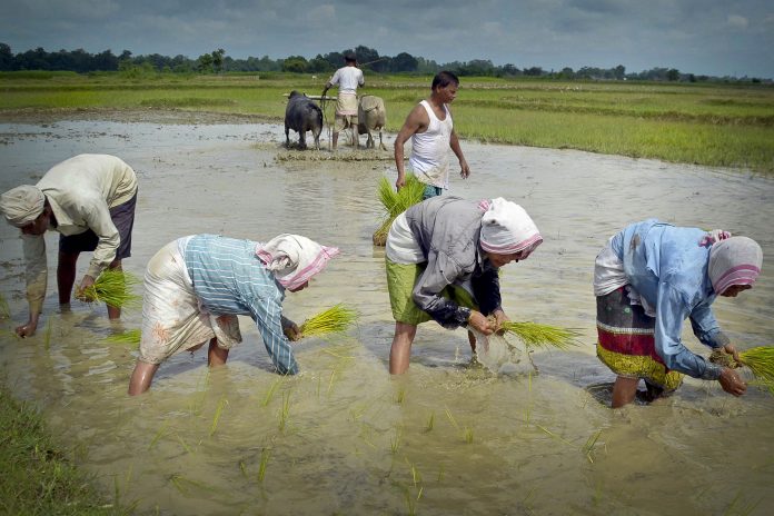 Paddy_cultivation_in_Nagaon Paddy seedlings