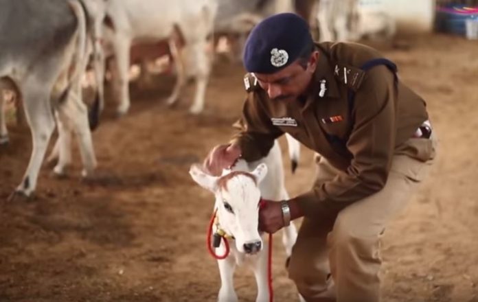 Latest news on Shrikant Jadhav | Report | theprint Shrikant Jadhav with a calf, Rohtak