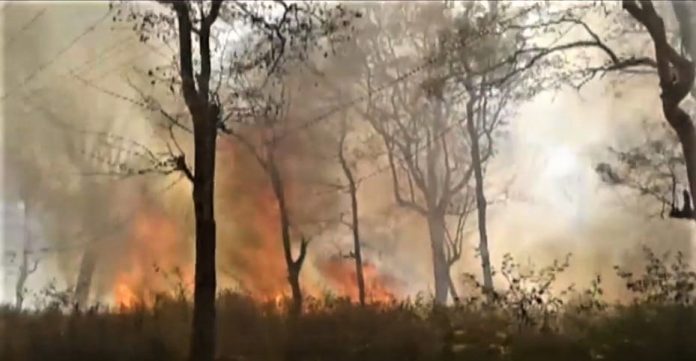 Latest news on Indian Forest Service | theprint.in A forest fire in Kodagu district of Karnataka