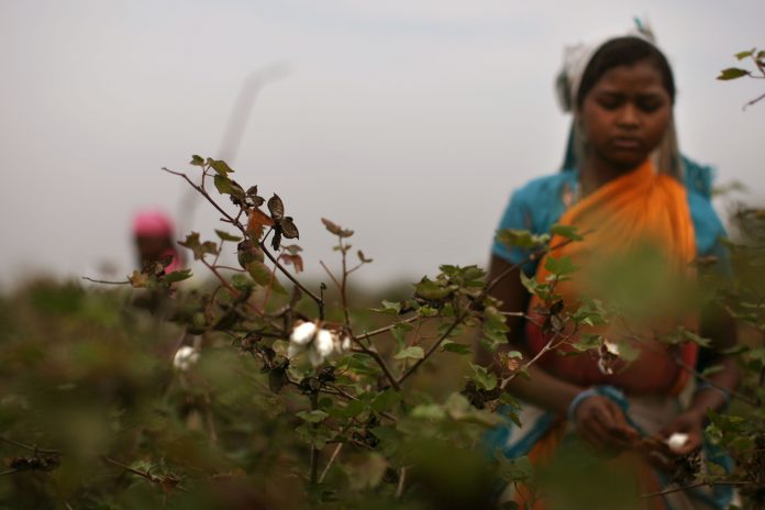 Latest news on GM seeds | theprint.in A worker farmer in Vidarbha, Maharashtra | Uriel Sinai/Getty Images