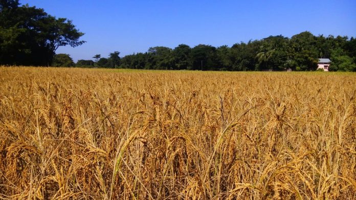 Latest news on GM Crops | ThePrint.in Golden Rice