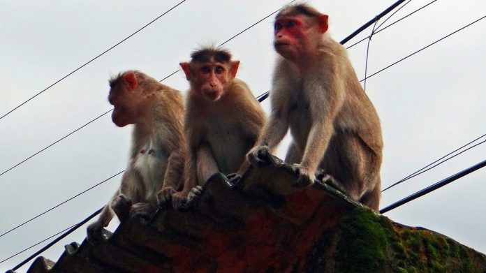 Latest news on science Monkey