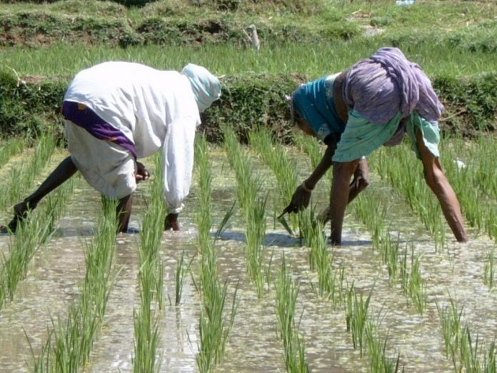 Farmers working in a rice paddy field in Karnataka | Wikimedia Commons