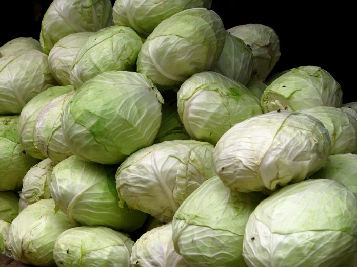 Latest news on inflation | ThePrint.in Cabbage