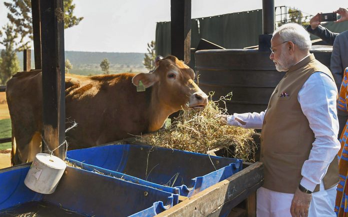 PM Modi donates cow under 'Girinka' Prime Minister Narendra Modi feeds a cow after he donated 200 cows at Rweru Model village in Rwanda | PIB