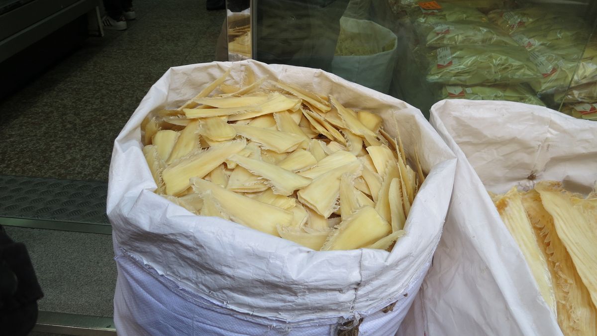 DRI steps up crackdown on illegal export of shark fins, seizes 8,000 kg stock