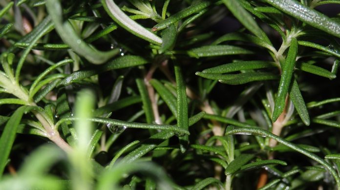 Latest news on Plant | ThePrint.in