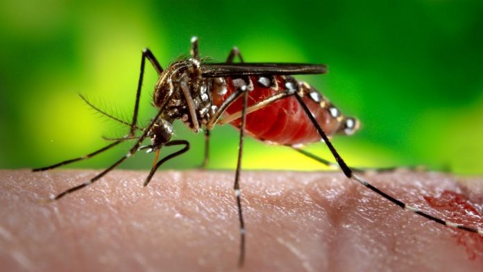 Latest news on Zika virus | ThePrint Female Aedes aegypti mosquito, the species of mosquito primarily responsible for the spread of the Zika virus disease