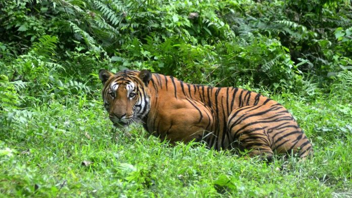 Latest news on forest guard in Madhya Pradesh | ThePrint Representational image | STR/AFP/Getty Images
