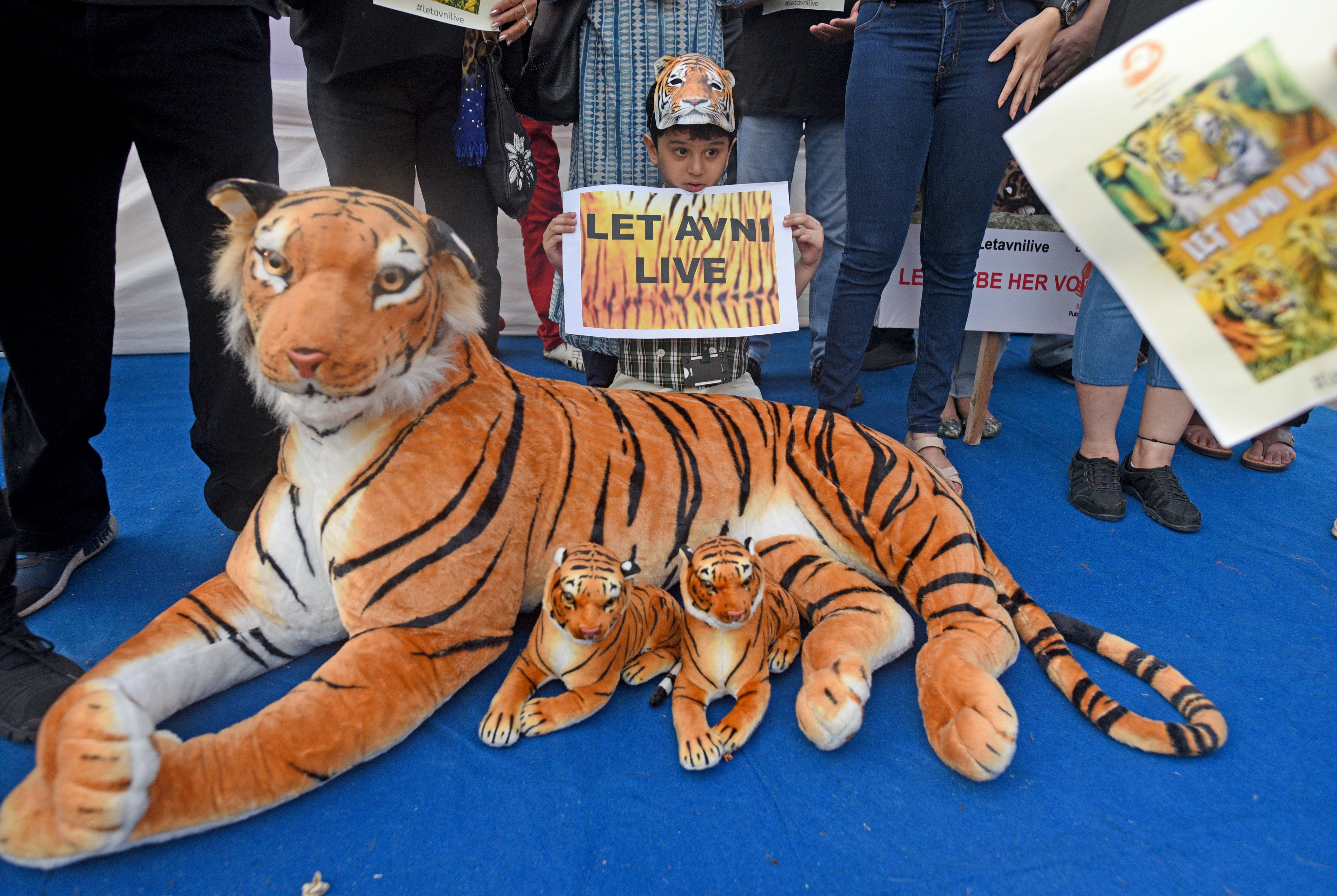 Governance Orphaned tigress Avni’s 10-month-old cubs stare at death or captivity
Sanya Dhingra 3 November 2018