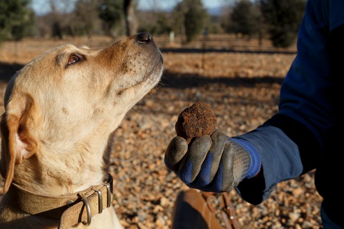 Latest news on Dogs | ThePrint.in