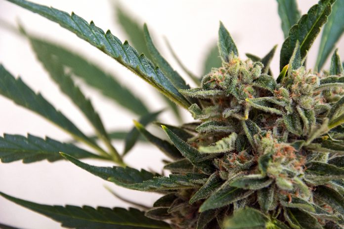 Latest News on Marijuana | ThePrint.in Marijuana