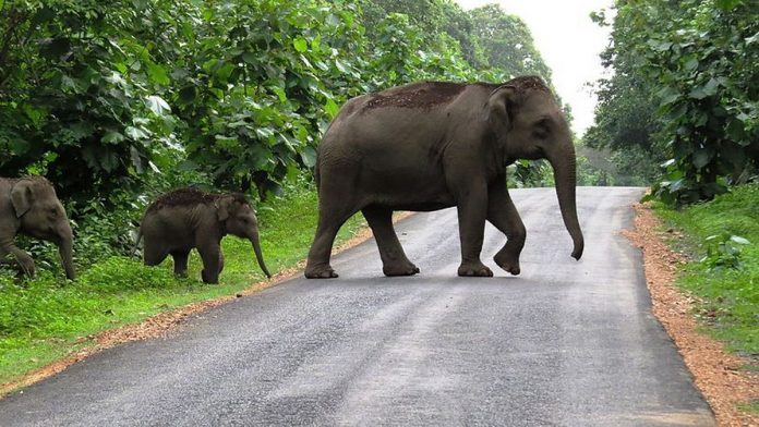 Latest news on animal man conflict | ThePrint Elephants crossing a road | Commons