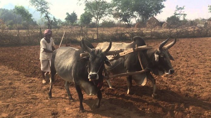 Latest news on Indian farmers | ThePrint.in A farmer ploughing the field | YouTube