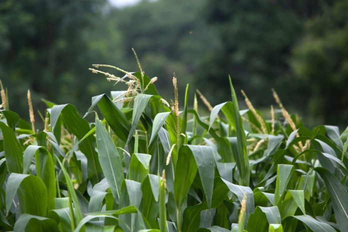 Latest news on crop prices | ThePrint.in Corn grows in a field of a farm outside of Phulambri in Maharashtra (representational image) | Karen Dias/Bloomberg