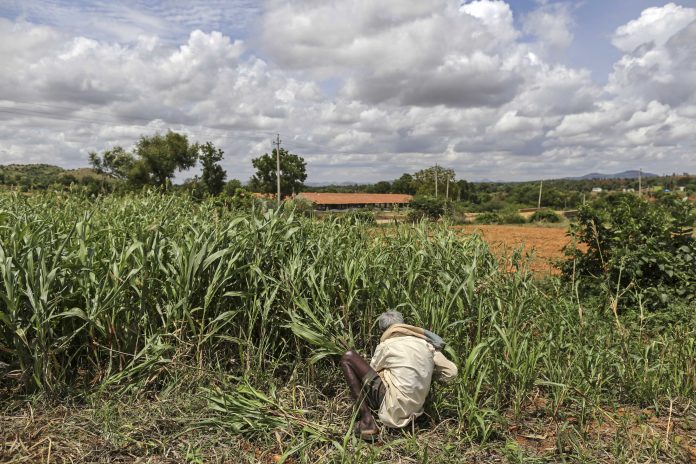 Latest news on Maharashtra farmers | ThePrint.in Representational image | Dhiraj Singh/Bloomberg