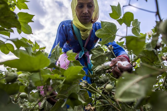 Latest news on Cotton farmers | ThePrint.in A farmer hand-picks cotton in a field in Sirsa, Haryana