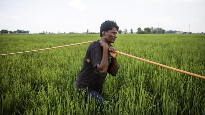 Latest news on farmers and loan waivers | theprint.in A farmer in Sirsa, Haryana | Prashanth Vishwanathan/Bloomberg