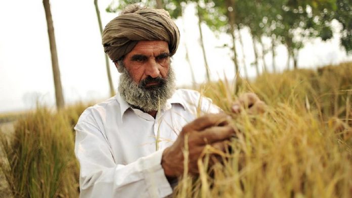Latest news on farmers | ThePrint A farmer at work
