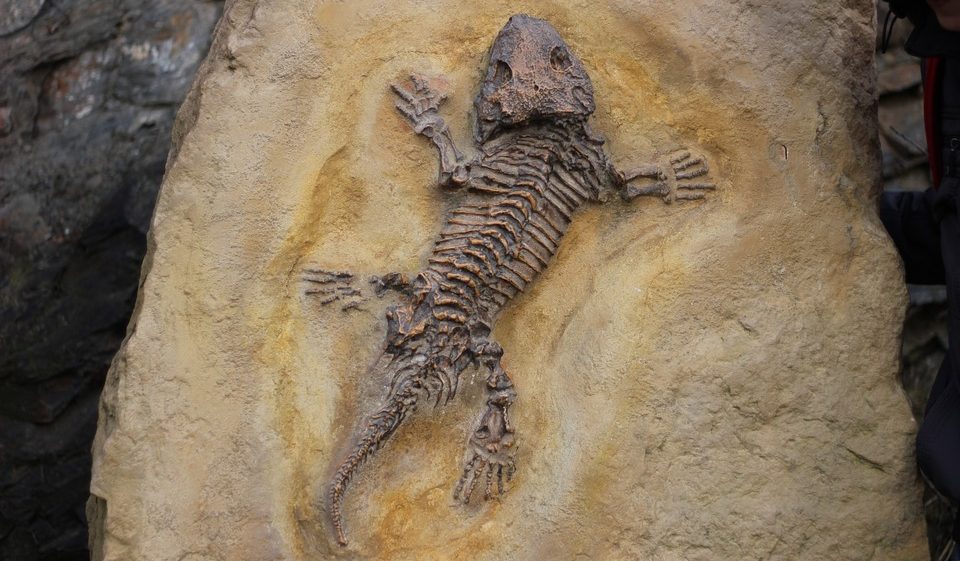 Five reasons why 2018 was a big year for palaeontology