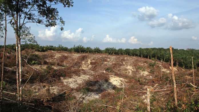 Latest news on use of biotech save forests | ThePrint.in Deforestation