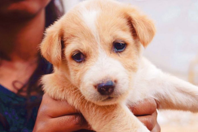 Indian puppy Representational image | PEXELS