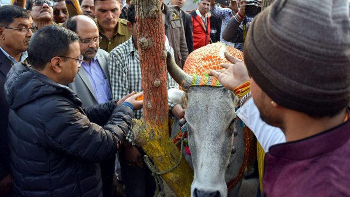 Latest news on AAP | ThePrint Delhi CM Arvind Kejriwal offers prayers to a cow at Banwana Goashala in New Delhi | PTI