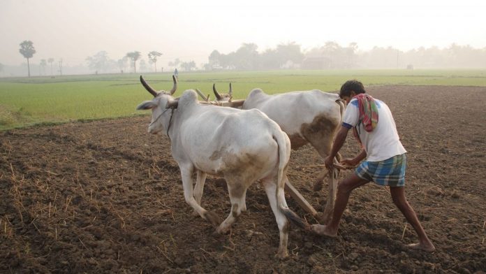Latest news on Farmers | ThePrint A farmer ploughing with cattle (Representational image)