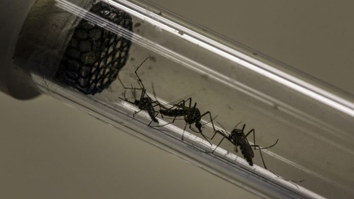 Latest news on science | ThePrint Aedes aegypti mosquitoes in a test tube | Dado Galdieri/Bloomberg