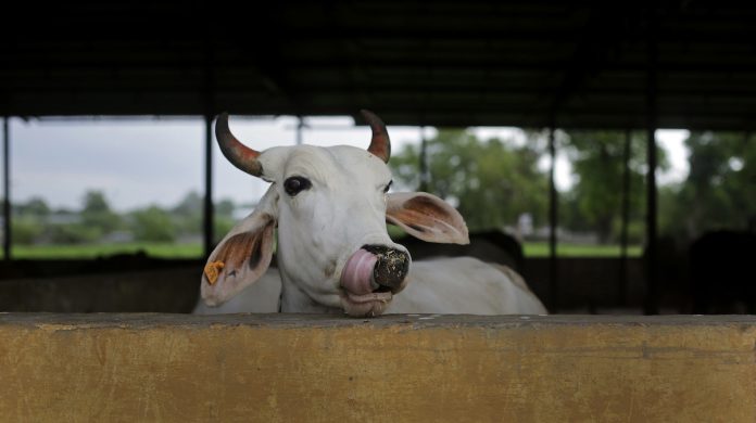 Latest news on cow politics and Congress| ThePrint.in A cow shelter in Madhya Pradesh | Anindito Mukherjee/Bloomberg