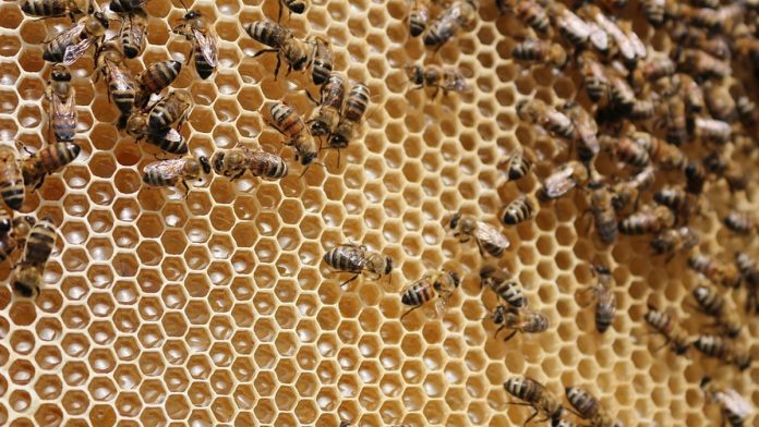 Beehive