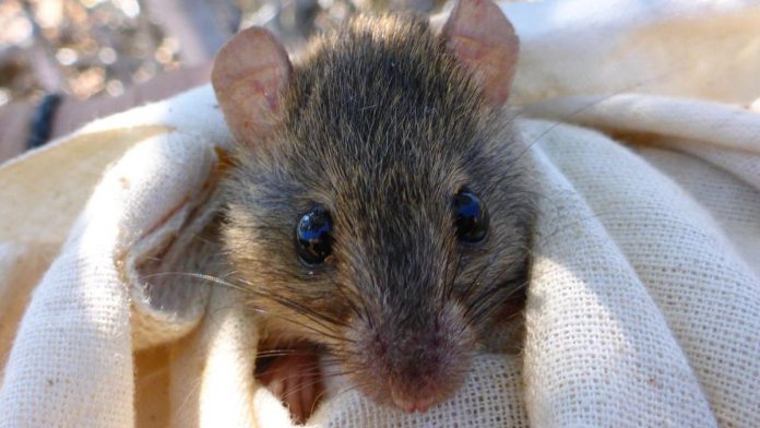 The Bramble Cay melomys