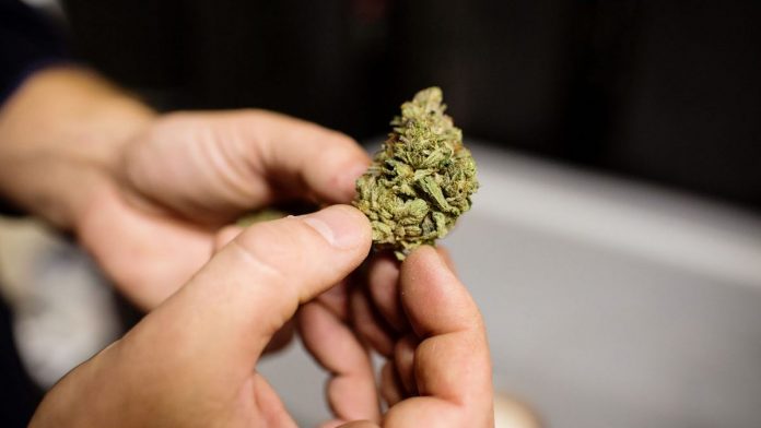 Cannabis | ThePrint.in Cannabis