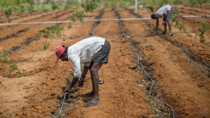 Campaign Imagery and Farmers as Modi Fights for India Swing State Representational image | Prashanth Vishwanathan/Bloomberg