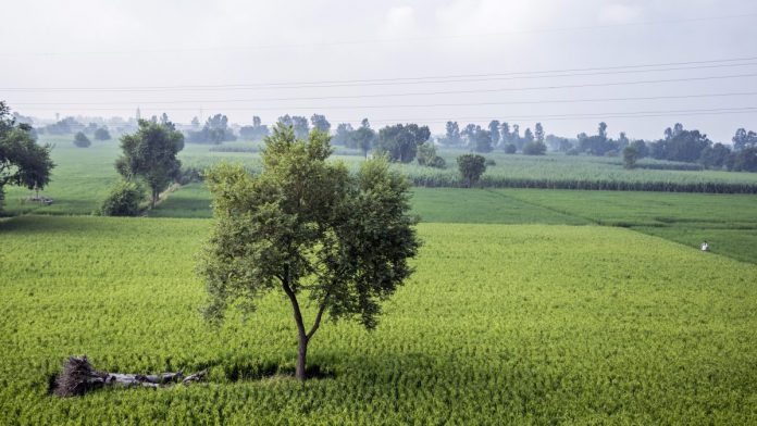Rice Cultivation as Modi Keeps Crop-Price Increase in Check Representational image | Prashanth Vishwanathan/Bloomberg
