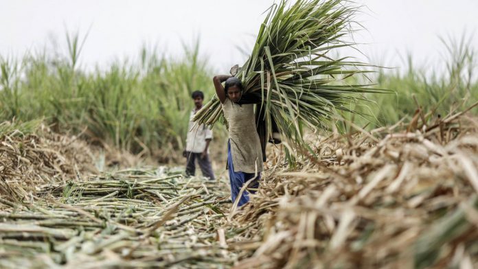 Latest news on sugar output in India | ThePrint A day laborer carries a bundle of harvested sugercane in Taloda, Maharashtra