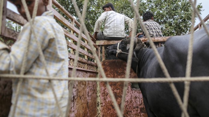 Cattle Fair at the Agricultural Produce Market Committee Wholesale Market as Demand for Cows Dries Up