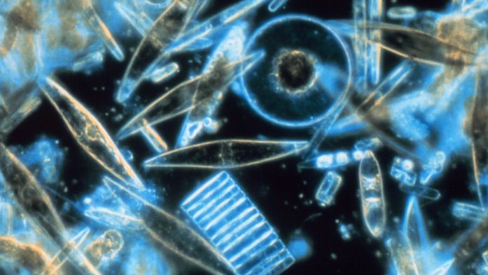 Latest news on microbes | ThePrint Representational image | Commons