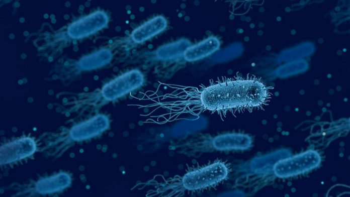 Latest news on bacteria | ThePrint.in Representational image