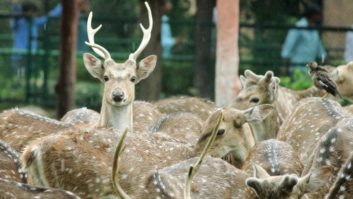 Chital in Jaipur zoo ( Representational Image) | Commons