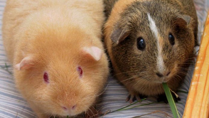 Latest news on guinea pigs| ThPrint.in Adult guinea pigs
