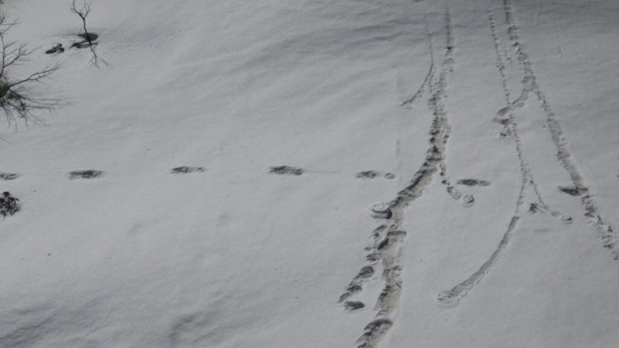 Yeti footprint trail | ThePrint.in The 'mysterious footprints' of the Yeti which the Indian Army claims to have found | @adgpi/Twitter