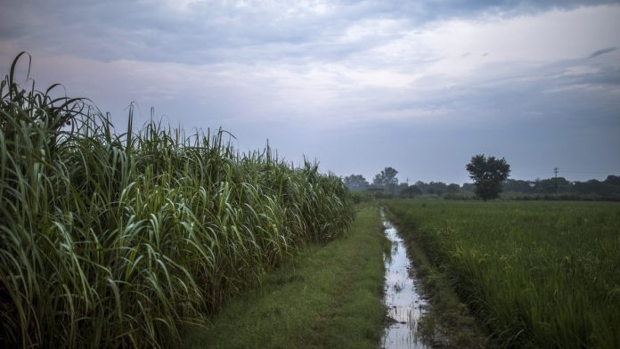 Cultivation of Rice and Sugarcane Crops as Monsoon End Nears Fields of sugarcane and rice | Prashanth Vishwanathan/Bloomberg