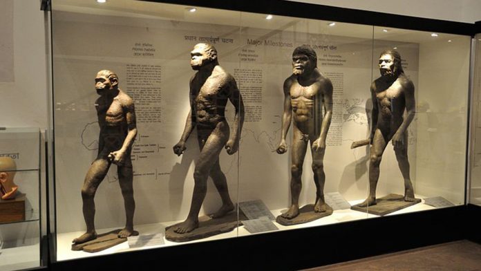 Latest news on human evolution | ThePrint Human evolution gallery at Indian Museum in Kolkata