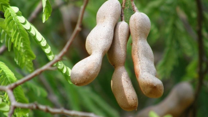 Tamarind in India A tamarind tree | Flickr