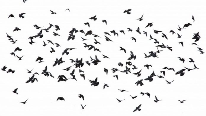 flock-of-birds-1518276771e5P