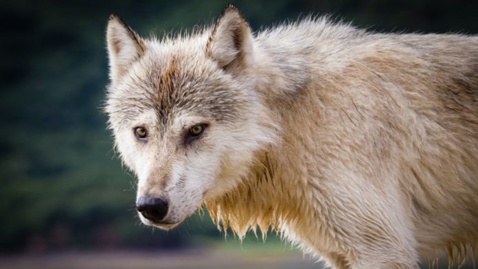 wolf Animals like wolves have not evolved with neoteny, and hence lose out. | Commons
